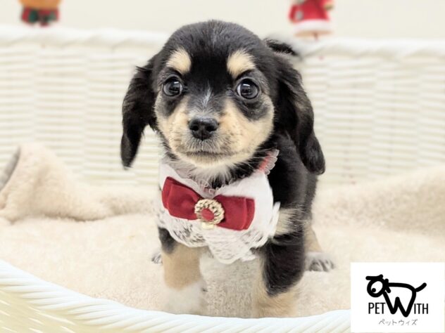 福島県のハーフ犬・ミックス犬 (アミーゴ会津若松店/2025年9月16日生まれ/女の子/ブラックタン)の子犬