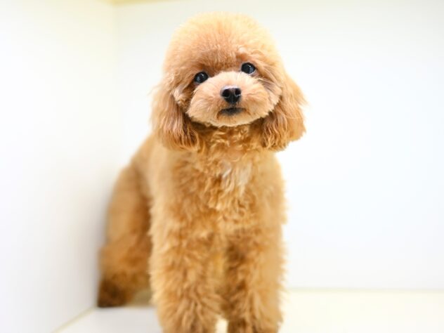 岡山県のトイプードル(トイ) (アミーゴ大安寺店/2025年3月23日生まれ/女の子/レッド)の子犬の3枚目の画像