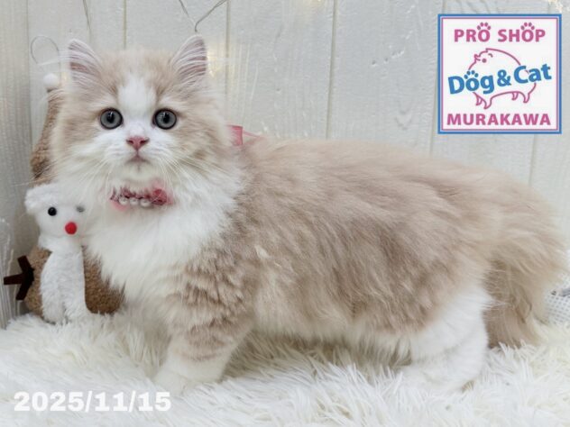 広島県のラガマフィン (アミーゴ大町店/2025年11月15日生まれ/女の子/クリームタビーホワイト)の子猫の3枚目の画像