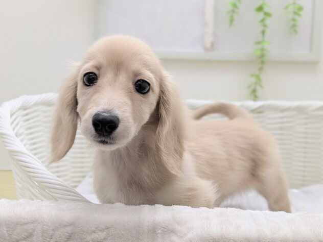 福島県のカニンヘンダックスフンド(ロング) (アミーゴ会津若松店/2025年8月12日生まれ/男の子/イエロー)の子犬の1枚目の画像