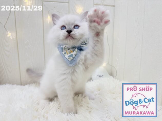 広島県のラグドール (アミーゴ大町店/2025年10月2日生まれ/女の子/ブルーリンクスポイントミテッド)の子猫の2枚目の画像