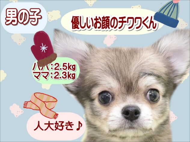 大阪府のチワワ(ロング) (アミーゴ鳳店/2025年9月4日生まれ/男の子/フォーン)の子犬