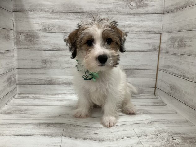 福島県のジャックラッセルテリア (アミーゴ小名浜店/2025年8月14日生まれ/男の子/ホワイトタン)の子犬