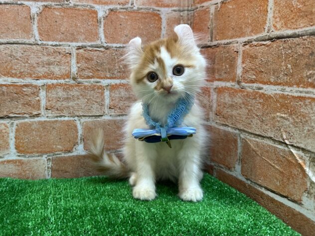 山形県のハーフ猫・ミックス猫 (アミーゴ山形南店/2025年8月26日生まれ/男の子/レッドタビーホワイト)の子猫の1枚目の画像