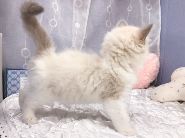 愛知県のラグドール (アミーゴ知立店/2025年10月1日生まれ/女の子/ブルーポイントバイカラー)の子猫の2枚目の画像