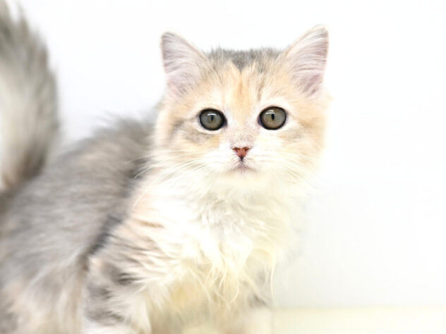 岡山県のサイベリアン (アミーゴ大安寺店/2025年9月10日生まれ/女の子/ブルーパッチドタビー)の子猫の2枚目の画像