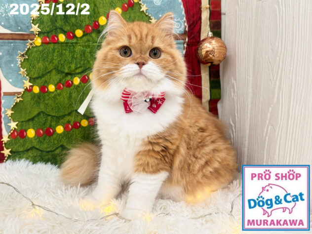 広島県のスコティッシュフォールド (アミーゴ大町店/2025年6月8日生まれ/女の子/レッドタビーホワイト)の子猫の1枚目の画像