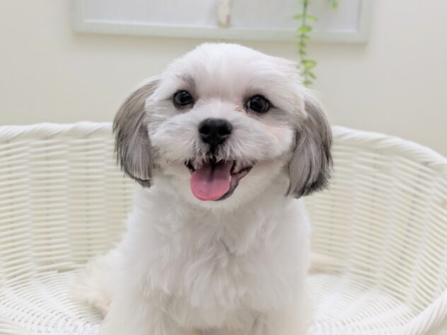 福島県のハーフ犬・ミックス犬 (アミーゴ会津若松店/2025年6月10日生まれ/男の子/ホワイトブラウン)の子犬の2枚目の画像