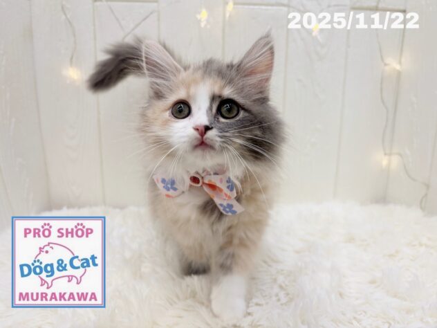 広島県のサイベリアン (アミーゴ大町店/2025年8月21日生まれ/女の子/ダイリュートキャリコ)の子猫の3枚目の画像