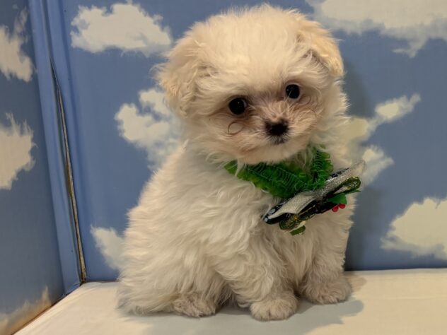 山形県のハーフ犬・ミックス犬 (アミーゴ山形南店/2025年9月7日生まれ/男の子/ホワイト)の子犬の3枚目の画像