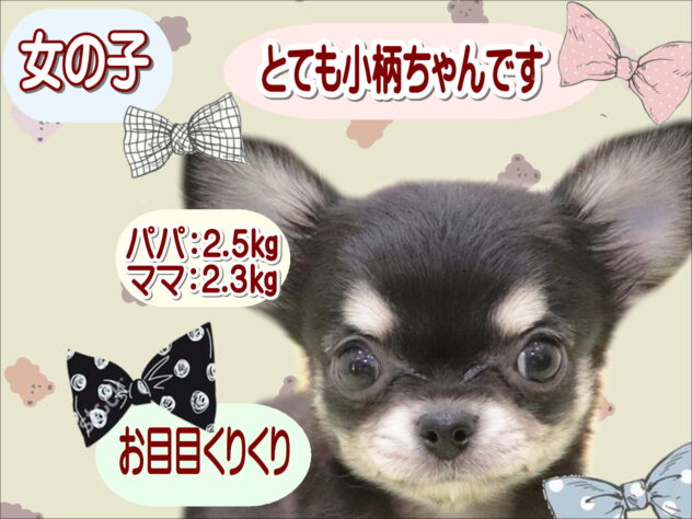 大阪府のチワワ(ロング) (アミーゴ鳳店/2025年9月4日生まれ/女の子/ブラックタン)の子犬の1枚目の画像