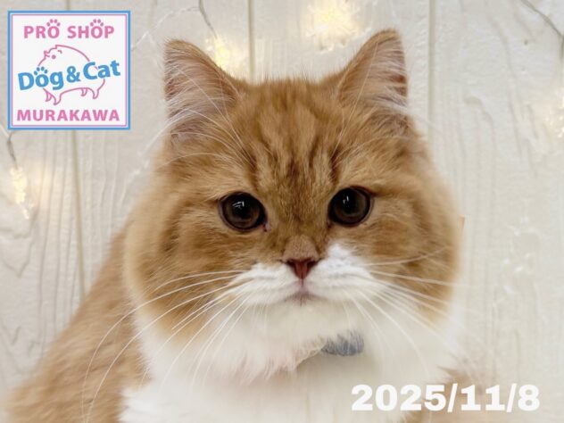 広島県のスコティッシュフォールド (アミーゴ大町店/2025年6月8日生まれ/女の子/レッドタビーホワイト)の子猫の1枚目の画像