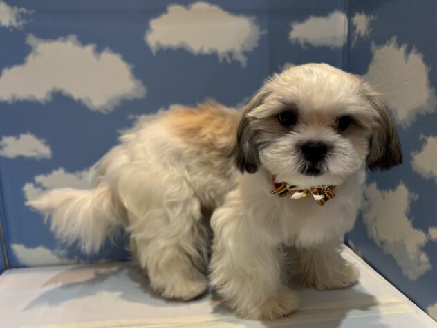 山形県のハーフ犬・ミックス犬 (アミーゴ山形南店/2025年6月10日生まれ/男の子/ホワイトブラウン)の子犬の2枚目の画像