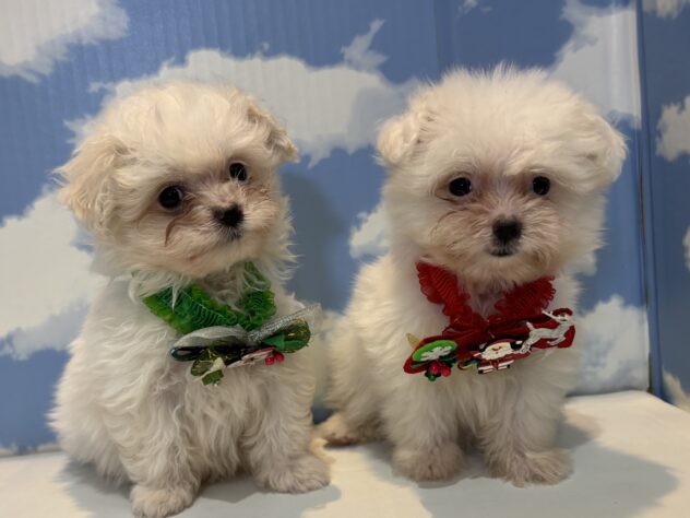 山形県のハーフ犬・ミックス犬 (アミーゴ山形南店/2025年9月7日生まれ/女の子/ホワイト)の子犬の3枚目の画像