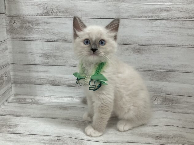 福島県のラグドール (アミーゴ小名浜店/2025年9月8日生まれ/男の子/ブルーポイントミテッド)の子猫