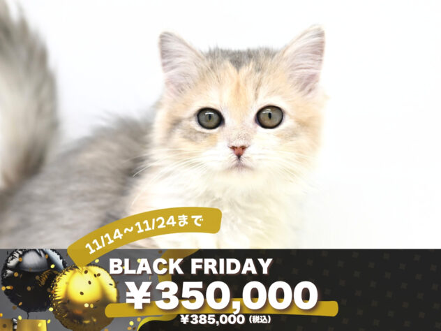 岡山県のサイベリアン (アミーゴ大安寺店/2025年9月10日生まれ/女の子/ブルーパッチドタビー)の子猫の1枚目の画像