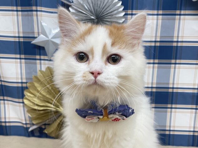 山形県のスコティッシュフォールド (アミーゴ酒田店/2025年7月13日生まれ/男の子/レッドホワイト)の子猫の2枚目の画像