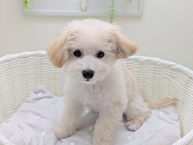 福島県のハーフ犬・ミックス犬 (アミーゴ会津若松店/2025年7月1日生まれ/男の子/クリーム)の子犬