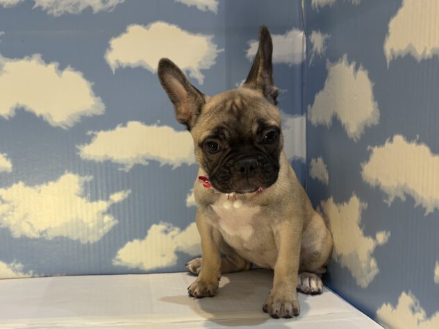 山形県のフレンチブルドッグ (アミーゴ山形南店/2025年8月10日生まれ/女の子/フォーン)の子犬の2枚目の画像