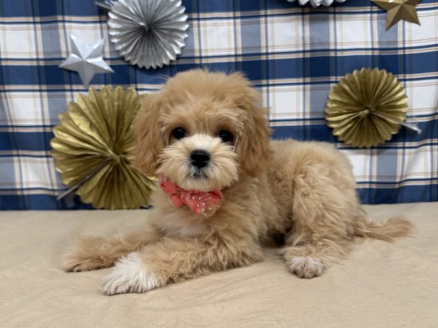 山形県のハーフ犬・ミックス犬 (アミーゴ酒田店/2025年7月18日生まれ/女の子/アプリコット)の子犬の2枚目の画像