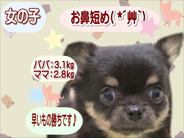 大阪府のチワワ(ロング) (アミーゴ鳳店/2025年9月22日生まれ/女の子/ブラックタンホワイト)の子犬の1枚目の画像