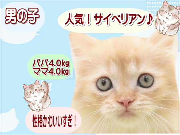 大阪府のサイベリアン (アミーゴ鳳店/2025年9月18日生まれ/男の子/レッドタビー)の子猫の1枚目の画像
