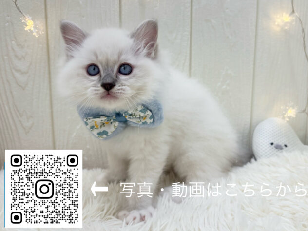 広島県のラグドール (アミーゴ大町店/2025年10月2日生まれ/女の子/ブルーリンクスポイントミテッド)の子猫の3枚目の画像