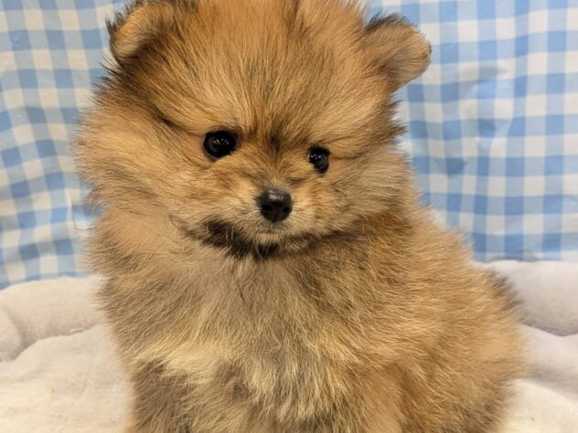 福島県のポメラニアン (アミーゴ福島南店/2025年9月14日生まれ/男の子/オレンジセーブル)の子犬の1枚目の画像
