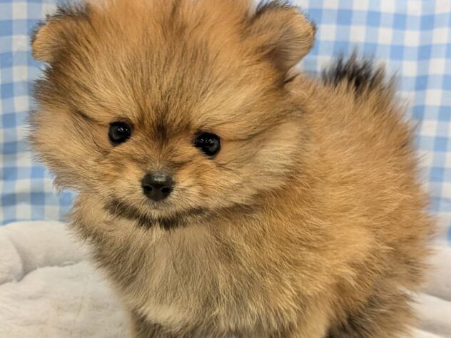 福島県のポメラニアン (アミーゴ福島南店/2025年9月14日生まれ/男の子/オレンジセーブル)の子犬の2枚目の画像