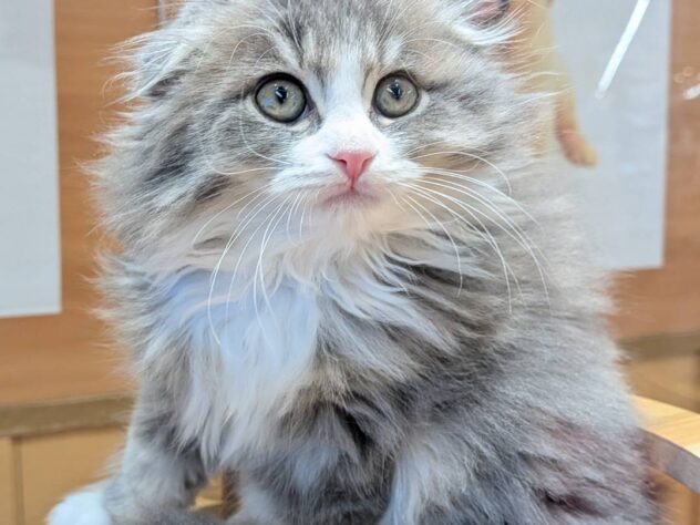 福島県のスコティッシュフォールド (アミーゴ福島南店/2025年9月9日生まれ/男の子/ブルータビーホワイト)の子猫の1枚目の画像