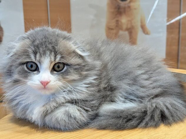 福島県のスコティッシュフォールド (アミーゴ福島南店/2025年9月9日生まれ/男の子/ブルータビーホワイト)の子猫の2枚目の画像