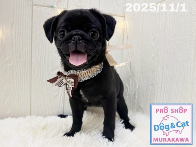 広島県のパグ (アミーゴ大町店/2025年7月31日生まれ/女の子/ブラック)の子犬の2枚目の画像