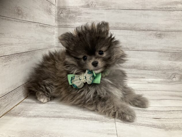 福島県のハーフ犬・ミックス犬 (アミーゴ小名浜店/2025年8月25日生まれ/男の子/フォーンセーブル)の子犬の1枚目の画像