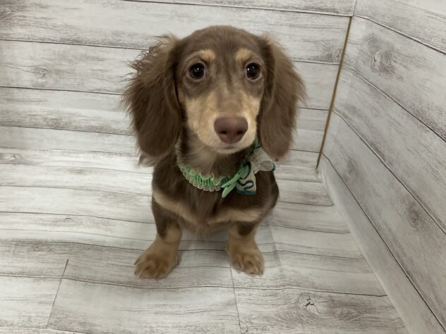 福島県のミニチュアダックスフンド(ロング) (アミーゴ小名浜店/2025年7月16日生まれ/男の子/チョコレートイエロー)の子犬