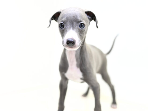 岡山県のイタリアングレーハウンド (アミーゴ大安寺店/2025年9月15日生まれ/男の子/ブルーホワイト)の子犬の3枚目の画像