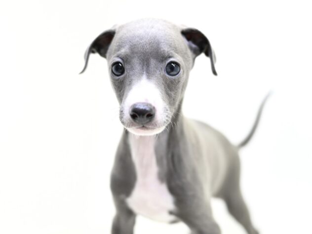 岡山県のイタリアングレーハウンド (アミーゴ大安寺店/2025年9月15日生まれ/男の子/ブルーホワイト)の子犬の2枚目の画像