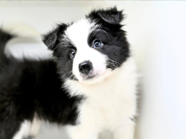 岡山県のボーダーコリー (アミーゴ大安寺店/2025年8月24日生まれ/女の子/ブラックホワイト)の子犬の1枚目の画像