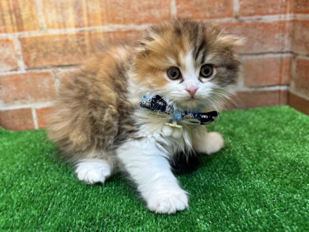 山形県のスコティッシュフォールド (アミーゴ山形南店/2025年9月2日生まれ/女の子/キャリコ)の子猫の2枚目の画像