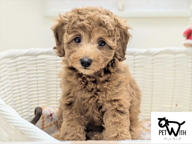 福島県のトイプードル(トイ) (アミーゴ会津若松店/2025年9月13日生まれ/女の子/レッド)の子犬