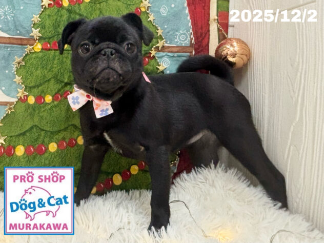 広島県のパグ (アミーゴ大町店/2025年7月31日生まれ/女の子/ブラック)の子犬の1枚目の画像