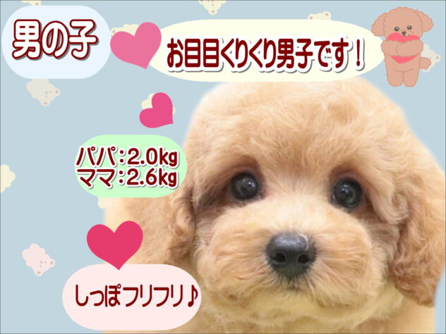 大阪府のトイプードル(トイ) (アミーゴ鳳店/2025年7月9日生まれ/男の子/アプリコット)の子犬の1枚目の画像