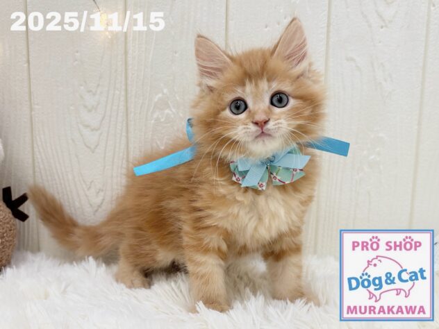 広島県のサイベリアン (アミーゴ大町店/2025年9月10日生まれ/男の子/レッドタビー)の子猫の2枚目の画像