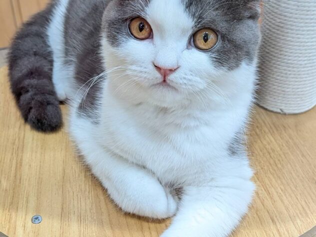 福島県のブリティッシュショートヘアー (アミーゴ福島南店/2025年7月15日生まれ/男の子/ブルーホワイト)の子猫の1枚目の画像