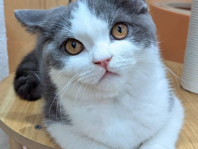 福島県のブリティッシュショートヘアー (アミーゴ福島南店/2025年7月15日生まれ/男の子/ブルーホワイト)の子猫の2枚目の画像