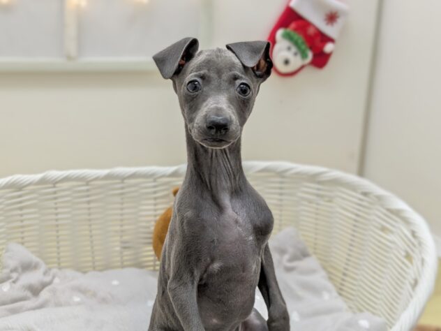 福島県のイタリアングレーハウンド (アミーゴ会津若松店/2025年9月17日生まれ/女の子/ブルー)の子犬の1枚目の画像