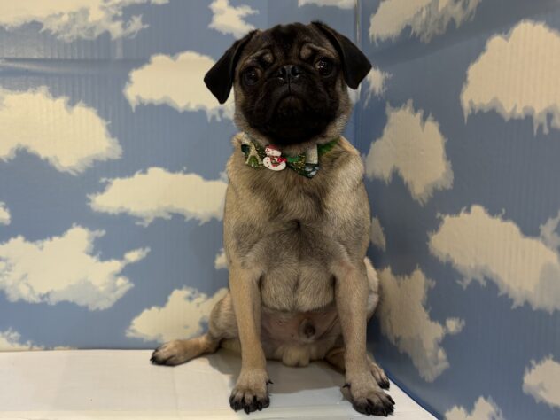 山形県のパグ (アミーゴ山形南店/2025年4月30日生まれ/男の子/フォーン)の子犬の1枚目の画像