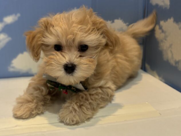 山形県のハーフ犬・ミックス犬 (アミーゴ山形南店/2025年9月1日生まれ/男の子/クリーム)の子犬の1枚目の画像