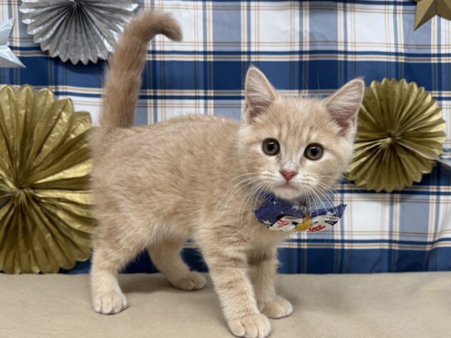 山形県のマンチカン (アミーゴ酒田店/2025年8月25日生まれ/男の子/クリーム)の子猫の2枚目の画像