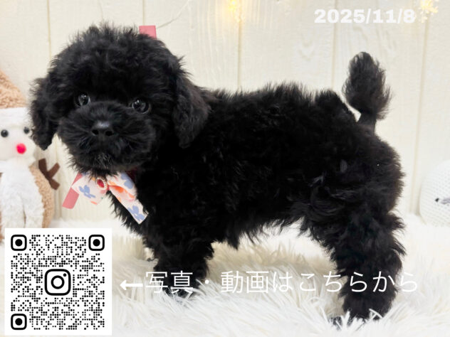 広島県のトイプードル(トイ) (アミーゴ大町店/2025年9月9日生まれ/女の子/ブラック)の子犬の3枚目の画像