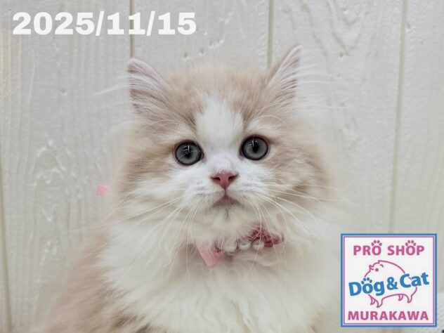 広島県のラガマフィン (アミーゴ大町店/2025年11月15日生まれ/女の子/クリームタビーホワイト)の子猫の1枚目の画像